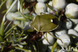 gonocerus juniperi