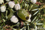 gonocerus juniperi