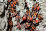 Vuurwants (Pyrrhocoris apterus)