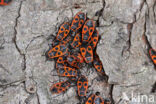 Vuurwants (Pyrrhocoris apterus)