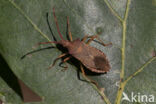 smalle randwants (gonocerus acuteangulatus)