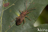 smalle randwants (gonocerus acuteangulatus)