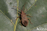 smalle randwants (gonocerus acuteangulatus)