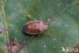 bremschildwants (piezodorus lituratus)