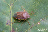 piezodorus lituratus