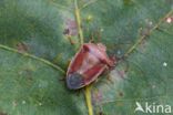 bremschildwants (piezodorus lituratus)