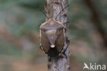 chlorochroa pinicola