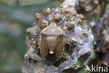 dennenschildwants (chlorochroa pinicola)