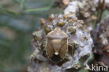 chlorochroa pinicola