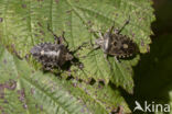 grauwe schildwants (rhaphigaster nebulosa)