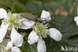 gewone distelboktor (agapanthia villosoviridescens)