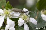 gewone distelboktor (agapanthia villosoviridescens)