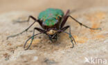 Green Tiger Beetle (Cicindela campestris)