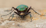 Groene zandloopkever (Cicindela campestris)