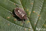 bessenschildwants (dolycoris baccarum)