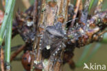 bessenschildwants (dolycoris baccarum)