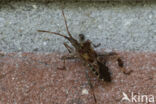 leptoglossus occidentalis