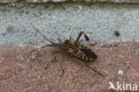 bladpootrandwants (leptoglossus occidentalis)