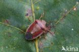 bremschildwants (piezodorus lituratus)