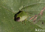 groene schildwants (palomena prasina)