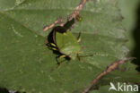 groene schildwants (palomena prasina)