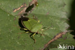 groene schildwants (palomena prasina)