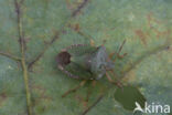 gonocerus juniperi
