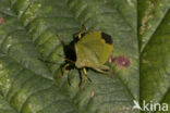 groene schildwants (palomena prasina)