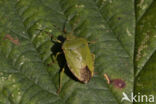 groene schildwants (palomena prasina)