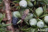 Juniper shieldbug (Cyphostethus tristriatus)