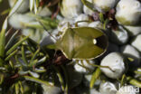 gonocerus juniperi