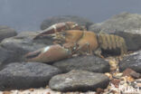 Signal crayfish (Pacifastacus leniusculus)