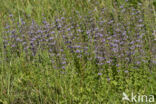 Polei (Mentha pulegium)