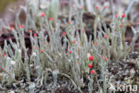 Lipstick Cladonia (Cladonia macilenta)