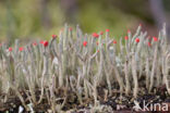 Lipstick Cladonia (Cladonia macilenta)