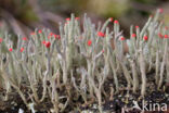 Lipstick Cladonia (Cladonia macilenta)