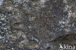 Gestreepte runenkorst (Enterographa hutchinsiae)