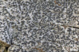 Scribble lichen (Opegrapha varia)