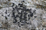 Opegrapha calcarea