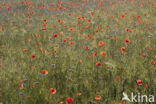 Klaproos (Papaver nigrotinctum)