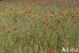 Papaver nigrotinctum