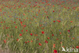 Papaver nigrotinctum