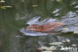 Muskrat (Ondatra zibethicus)