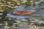 Muskrat (Ondatra zibethicus)