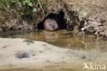 Muskrat (Ondatra zibethicus)