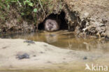 Muskrat (Ondatra zibethicus)