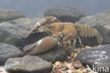 Signal crayfish (Pacifastacus leniusculus)