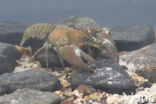 Signal crayfish (Pacifastacus leniusculus)