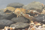 Signal crayfish (Pacifastacus leniusculus)