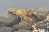 Signal crayfish (Pacifastacus leniusculus)